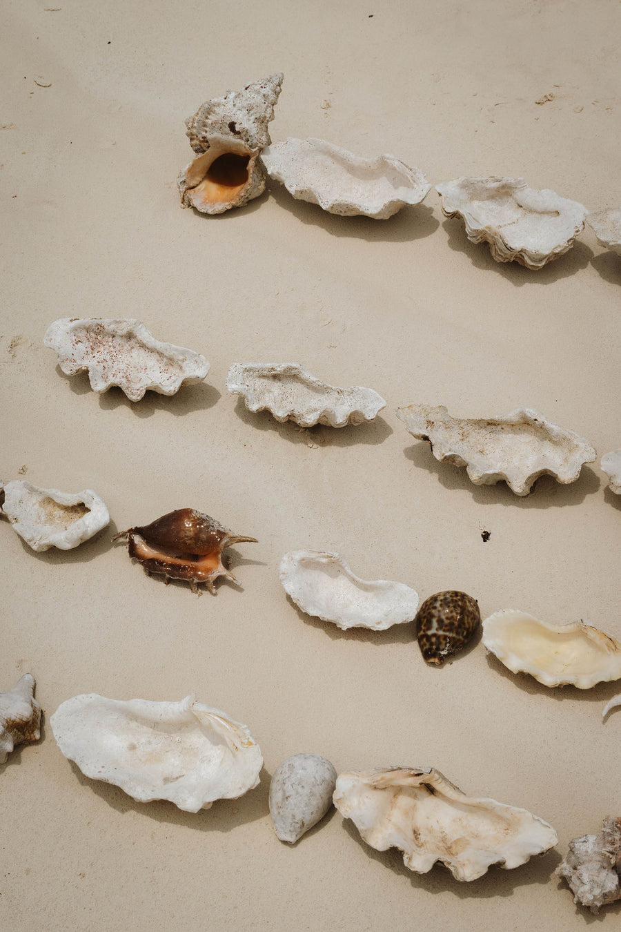 Seashells on a sandy surface